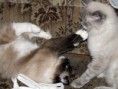 /album/fenykepgaleria/ragdoll-love-3-jpg/